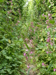 FZ018255 Flowers overgrown on path.jpg